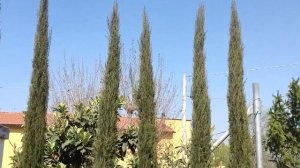 Cupressus Sempervirens 300-350cm