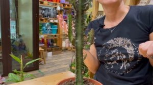 Эуфорбия Тригона или Молочай треугольный - стильная геометрия для интерьера