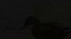 Рыбалка на реке Обь. Зелёный мыс.