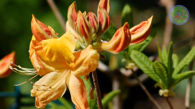 Flower Plants that grow well in acidic soil | Acidic soil loving flower plants смотреть онлайн