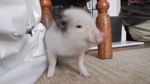 Micro pig goes Twerk Twerk Twerk to Work Work (2016)