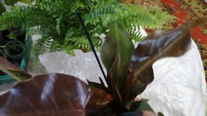 Новиночки из Голандии. Филодендрон Санлайт и Папоротник.