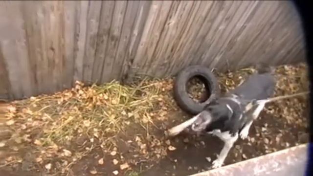 Хотели испугать молодого алабая смотреть онлайн