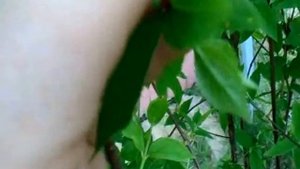 РАЗМНОЖЕНИЕ ЖАСМИНА ЗЕЛЁНЫМИ ЧЕРЕНКАМИ
