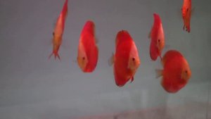 Разведение , Дискусы Супер Ред F1 Вьетнам