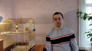 Зимнее разведение канареек. Часть 6: вторая кладка у двух пар, появление птенцов и другие новости!