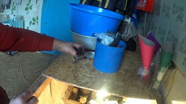 Проверяю пол цыплят//Пропойка для цыплят//ЖИЗНЬ В ДЕРЕВНЕ смотреть онлайн