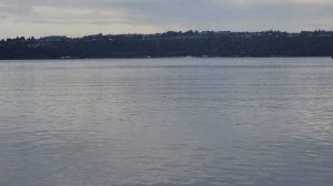 РЫБА САМА ВЫПРЫГИВАЕТ ИЗ ВОДЫ - ПОЧЕМУ?