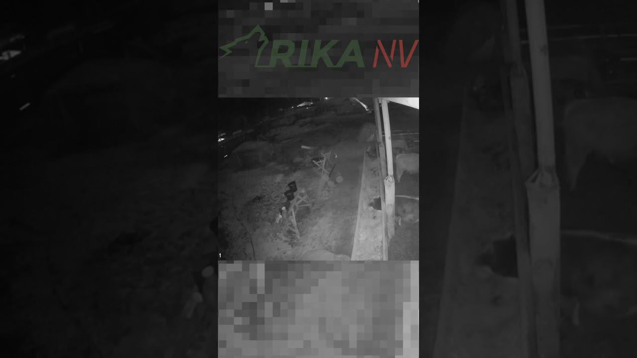 Волк задрал овцу прямо в селе! Нападение хищника в КЧР #охота #волк #карачаевочеркесия