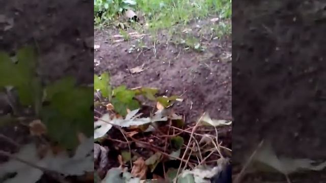 Собака ради винограда лезет на забор!!!!!!!