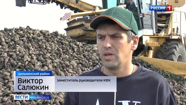 Убирают сахарную свеклу