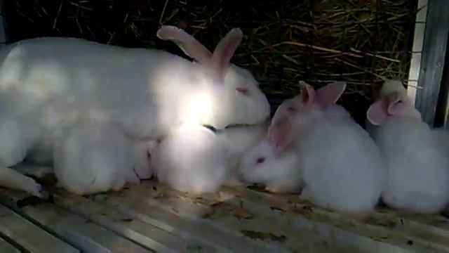 Белый Паннон-1.5 мес.mp4 смотреть онлайн