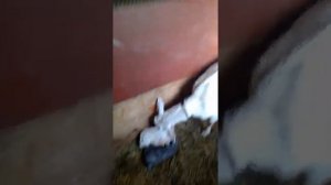 роды козы , небольшая помощь в родах козе , что делать если коза рожает ,видео 2 ,окоте козы ,