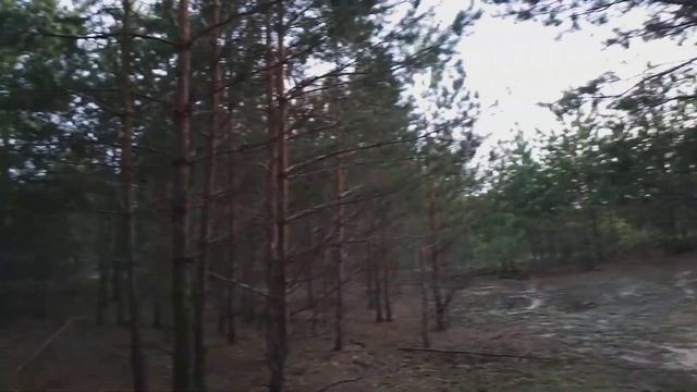 Лесное лето. Где искать грибы ? Киевская обл. Лето 2019 год. смотреть онлайн