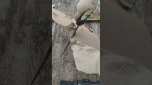 Туристический нож Тактик с компасом,огнивом,свистком в комплекте