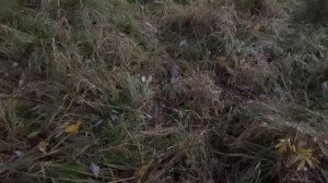 Собака напала на кошку. Нашли маленького мокрого котёнка