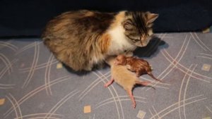 Роды домашней кошки. Появление котят и кормление. Инстинкт подсказывает.
