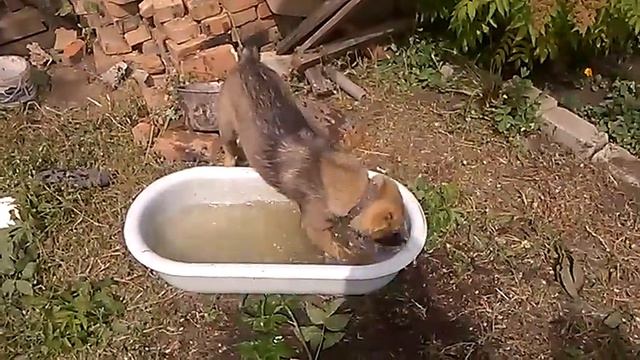 водные процедуры АЛАБАЙЧИК смотреть онлайн