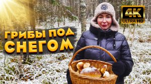 ШОК - Полный Лес Белых Грибов Под Снегом! Круто, Так Грибы Мы Ещё Не Собирали! Белые Грибы В Ноябре!