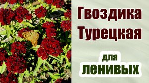 Гвоздика турецкая. Красота и бабочки. Цветы для ленивых.