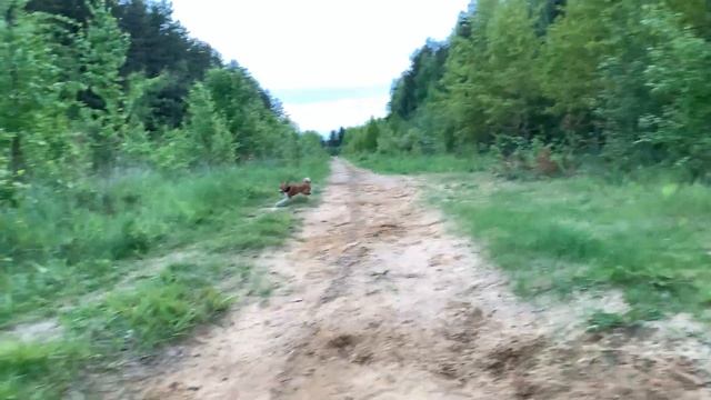 Басенджи второй год, полёт нормальный | Basenji 2 years old смотреть онлайн