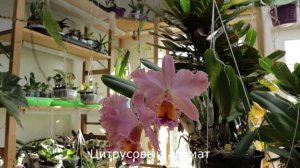 Blc.George King “Serendipity”, ароматная классика