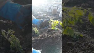 Как защитить рассаду от капустянки. Простой и действенный способ