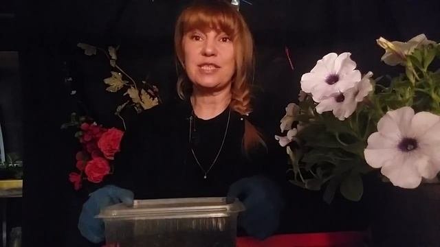 Земляника 