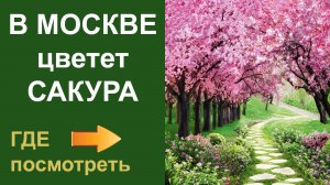 В Москве цветет Сакура, где посмотреть