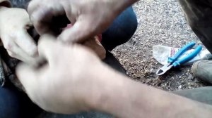 Предотвращение каннибализма у уток.Необычное решение проблемы.