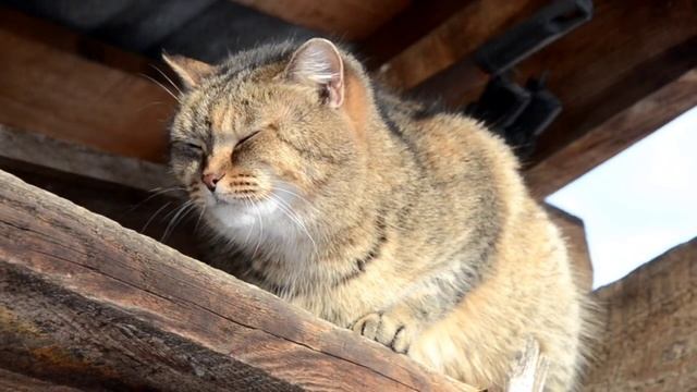 Зимний влог с канала Skynev смотреть онлайн