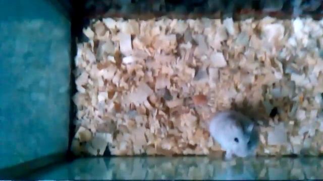Как надо ухаживать за хомяком