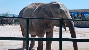 Слоны парка львов Тайган