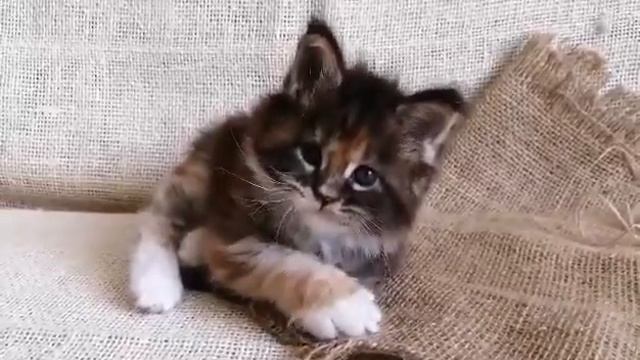 Elarty Coon T.Chara. Мейн кун котенок. Возраст 1 месяц смотреть онлайн