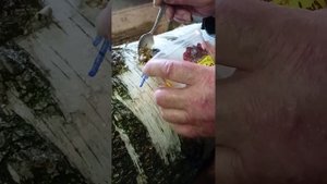 Сажаем зерновой мицелий Шиитаке на берёэовый пенёк.