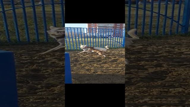 Новичок на собачьей площадке, щенок породы Французская овчарка 5 месяцев кобель и остальные пёсики. смотреть онлайн