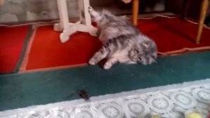 Мейн-кун поймал мышь