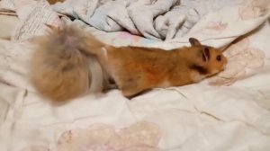 Спаривание хомяков