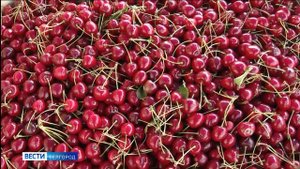 В Белгороде на продовольственной ярмарке продали около 29 тонн фермерской продукции