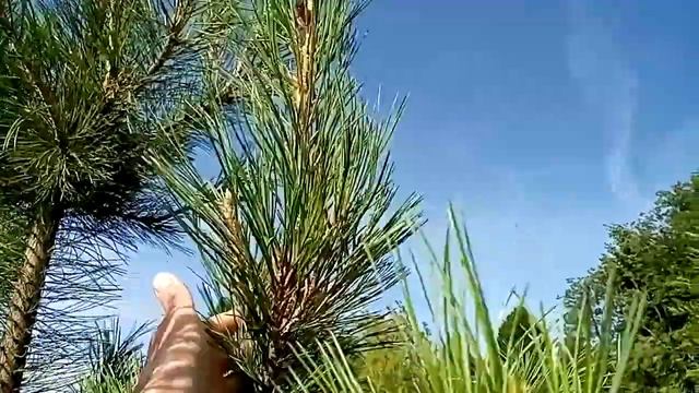 Шишечки на кедрах! смотреть онлайн