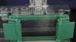 Polyacrylamide Gel Electrophoresis- PAGE - Amrita University