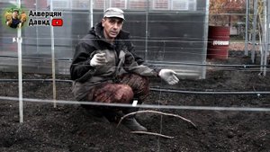 Укрытие винограда на зиму, самый простой и надёжный способ!