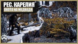 БАНДА МЕДВЕДЕЙ, ВОЛКИ ПОДОШЛИ К ДЕРЕВНЕ, РАБОТА ПО ЛОСЮ