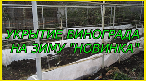 Как укрыть виноград на зиму.Подготовка винограда к зимовке.Как укрыть виноград на зиму.