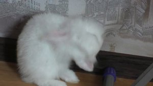 кролик умывается