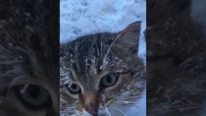 Вот проснётесь весной, а Кузенька уже пропал...