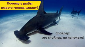 Почему у рыбы молот вместо головы? Наталья Носова