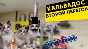 Второй перегон кальвадоса на Вейн 5 ПРО