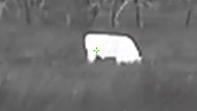 HikMicro Lynx Pro LH25 spotting cattle at about 200 meters. #thermal #monocular #nightvision смотреть онлайн