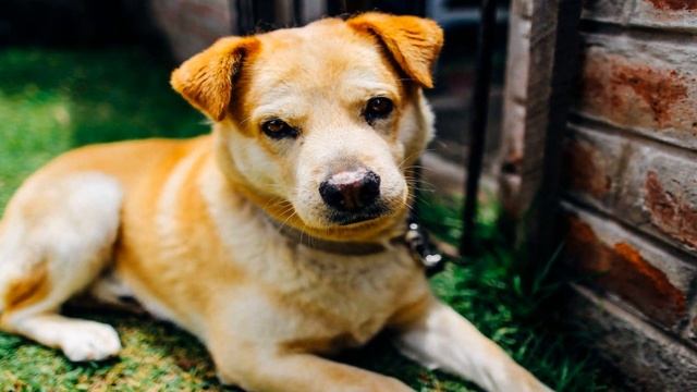 Почему собаки виляют хвостом? Удивительный язык тела раскрыт смотреть онлайн